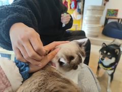 -南京Hallo宠物乐园·哈罗犬舍·柴犬繁育基地