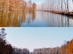 -池杉湖湿地公园