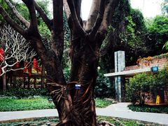 -云溪植物园