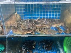 -宾朋海鲜饭庄(兴海路店)