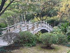-金花茶公园