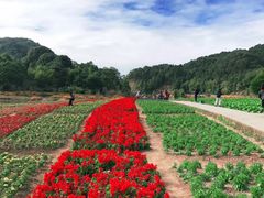-广州市石门国家森林公园