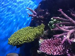 -暹罗海洋世界