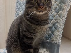 -纳吉亚猫专科动物医院博雅分院