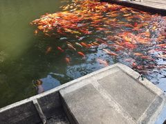 -千岛湖东南湖区