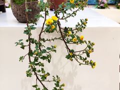 -汇龙潭