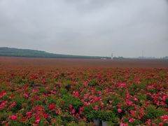 -南京枫彩漫城