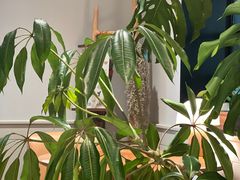 -一尺花园(安和花园店)