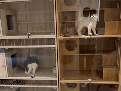 -喵zoo家庭繁育猫舍(尖东智能花园店)