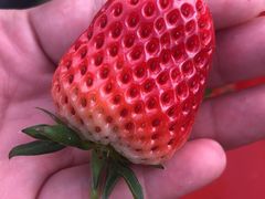 -惠州金海湾嘉华度假酒店