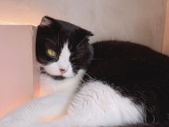 -猫儿山۰猫主题餐厅