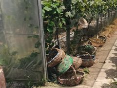 -马陆小张葡萄园农家乐