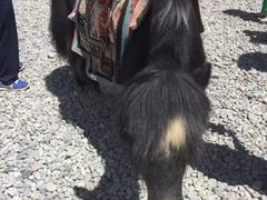 -大冬树山垭口