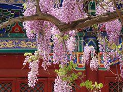 -北京国子监胡同