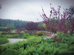 -东郊湿地公园
