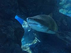 -暹罗海洋世界