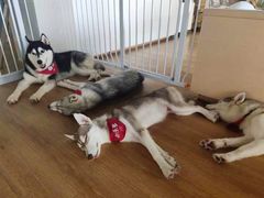 -Husky Go! 哈士奇体验馆·宠物咖啡厅狗咖