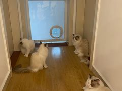-有喵·猫咖·狗咖·30几只猫10只小狗(岗厦店)