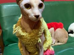 -猫色咖啡·猫咖