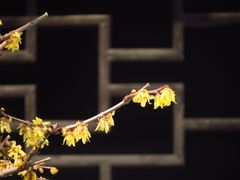 -绮园景区