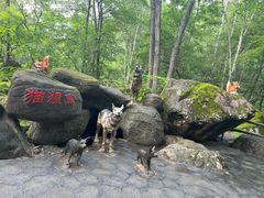 -茅兰沟国家森林公园