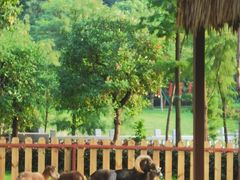 -王借岗森林公园