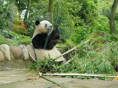 -中国大熊猫保护研究中心雅安碧峰峡基地