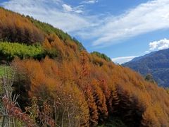 -卧龙自然保护区