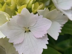 -墨尔本皇家植物园