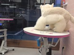 -FAELING PETS美天灵宠物(富力广场店)