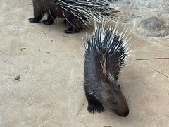 -海南热带野生动植物园