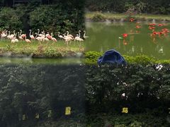 -广州长隆飞鸟乐园