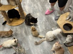 -楼上猫咖(罗湖店)