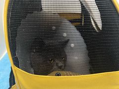 -纳吉亚猫专科动物诊疗中心(蒋宅口分院)