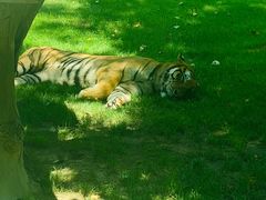 -北京野生动物园