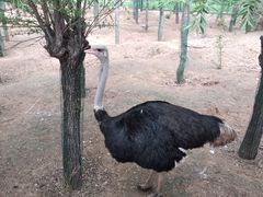 -鄂尔多斯野生动物园