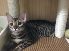 -猫大福·Fortune Cat猫舍(百子湾店)