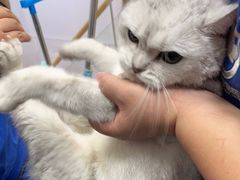 -宠福鑫康馨动物医院·骨科·眼科