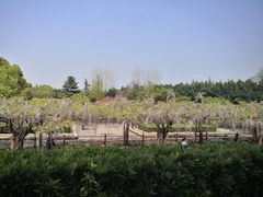 -嘉定紫藤园