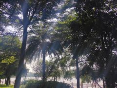 -海珠湖公园