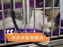 -创凡宠物医院·骨专科  猫科中心(西乡分院)