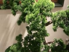 -大榕树下顺德菜(融创茂店)