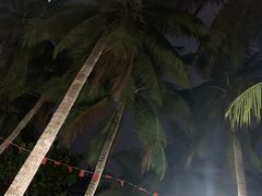 -东郊椰林
