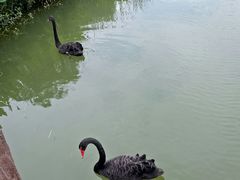 -瑶湖郊野森林公园