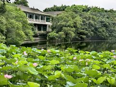 -荔湾湖公园