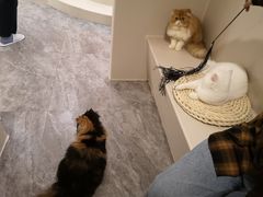 -More Fun猫咖 二十只万元加菲主题