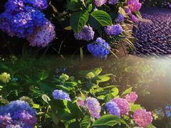 -常州古运河南大街文化旅游区-人民公园