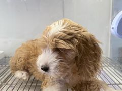 -翊宠yipet猫狗购宠庄园犬舍•猫舍