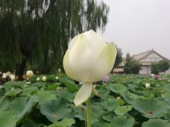 -白洋淀景区