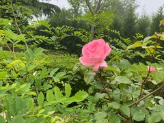 -青岛银沙滩温德姆至尊酒店